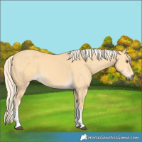 Horse Color:Palomino Dun Tobiano 