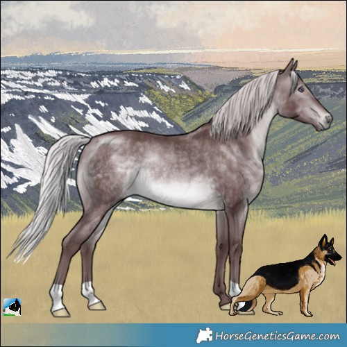 Horse Color:Chocolate Silver Brown Chinchilla Rabicano 