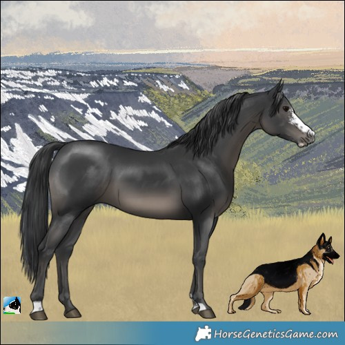 Horse Color:Black Sabino
