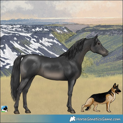 Horse Color:Black Rabicano 