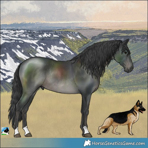 Horse Color:Black Rabicano 