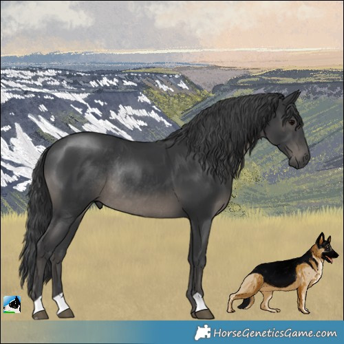 Horse Color:Black Rabicano 