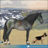 Horse Color:Black Rabicano