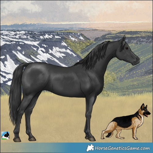 Horse Color:Black Mushroom Rabicano 