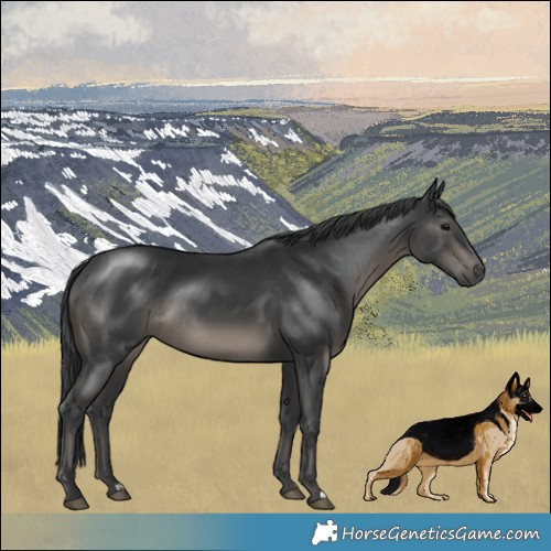 Horse Color:Black Rabicano