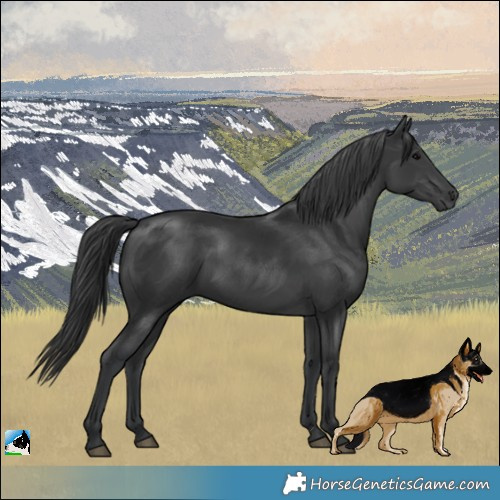 Horse Color:Black Rabicano 