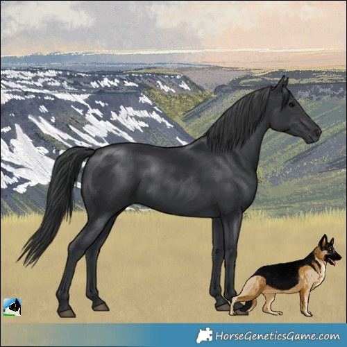 Horse Color:Black Rabicano