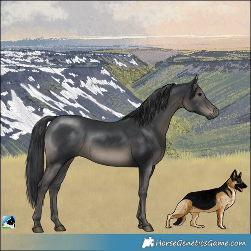 Horse Color:Black Rabicano 