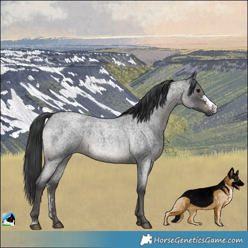 Horse Color:Blue Roan Sabino Rabicano 