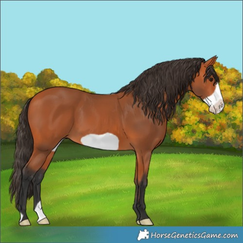 Horse Color:Bay Frame 