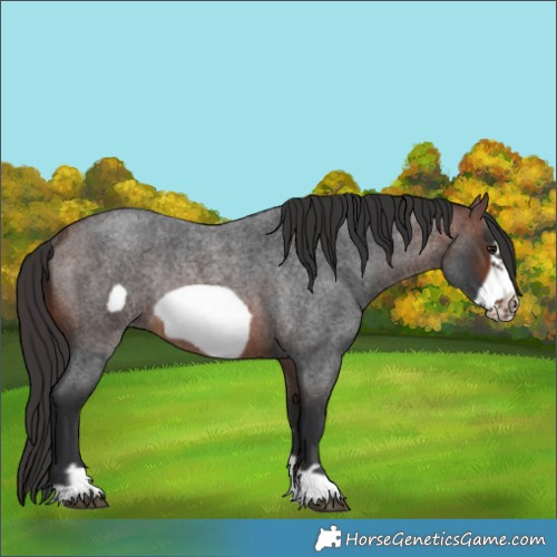 Horse Color:Brown Roan Frame Rabicano