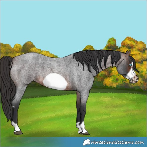 Horse Color:Brown Roan Frame 