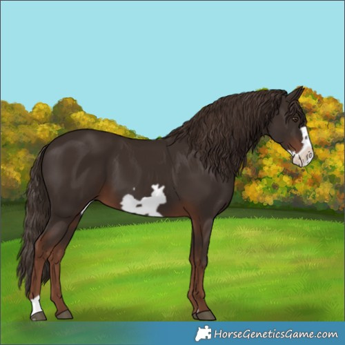 Horse Color:Liver Chestnut Frame