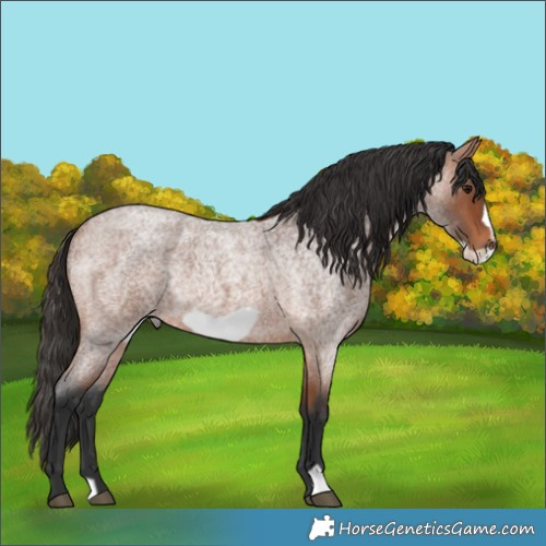 Horse Color:Bay Roan Frame Rabicano