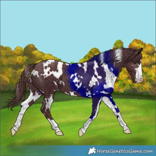 Horse Color:White Spotted Chocolate Black Chinchilla 