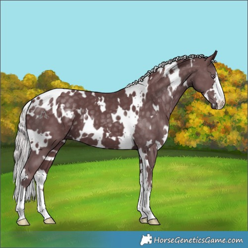 Horse Color:White Spotted Chocolate Silver Smoky Black Chinchilla 