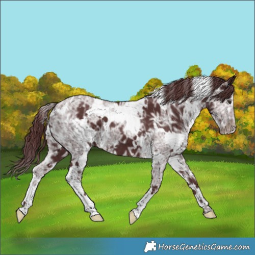 Horse Color:White Spotted Chocolate Smoky Black Chinchilla Ice 