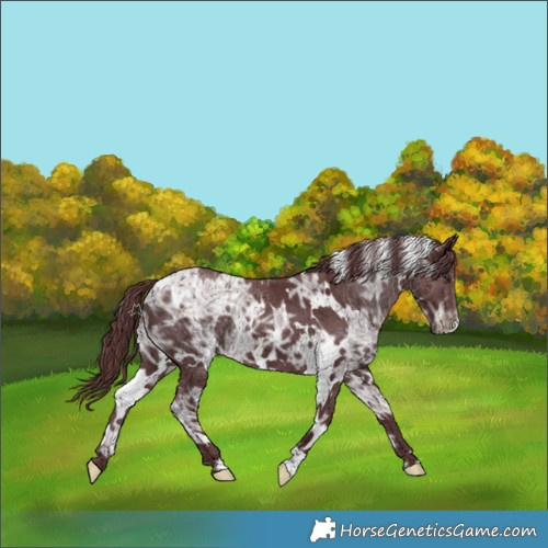 Horse Color:White Spotted Chocolate Smoky Black Chinchilla Ice 