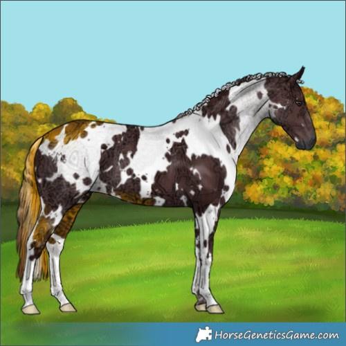 Horse Color:White Spotted Chocolate Smoky Black Chinchilla Ice 