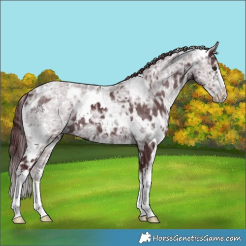 Horse Color:White Spotted Chocolate Black Chinchilla Ice 