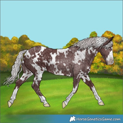 Horse Color:White Spotted Chocolate Silver Smoky Black Chinchilla 