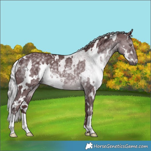 Horse Color:White Spotted Chocolate Silver Black Chinchilla 