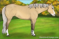 Horse Color:Silver Buckskin Dun Sabino Splash