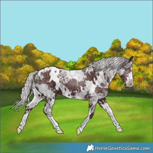 Horse Color:White Spotted Chocolate Silver Black Chinchilla Ice