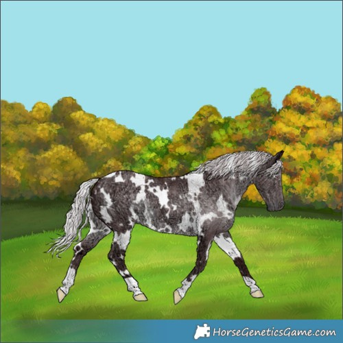 Horse Color:White Spotted Chocolate Silver Black Chinchilla Ice