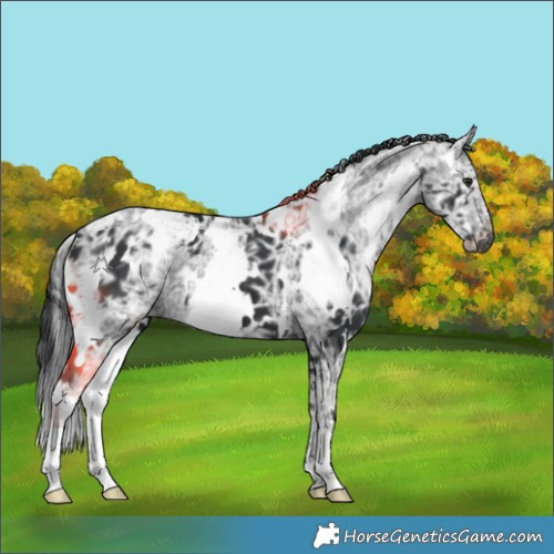 Horse Color:White Spotted Black Chinchilla Ice