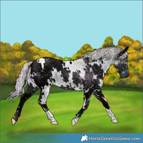 Horse Color:White Spotted Chocolate Silver Smoky Black Chinchilla Ice 