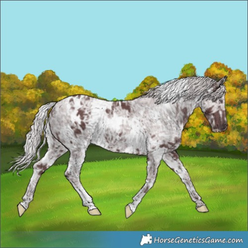 Horse Color:White Spotted Chocolate Silver Smoky Black Chinchilla Ice 