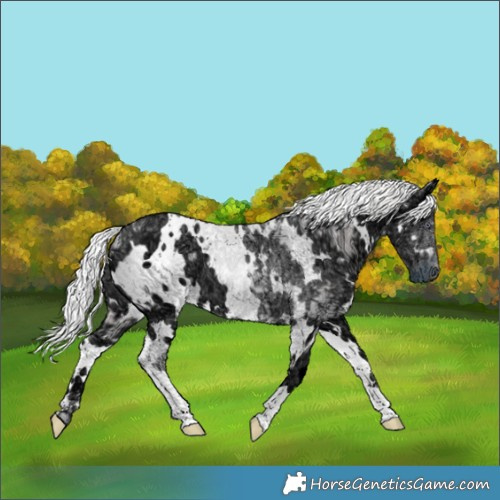 Horse Color:White Spotted Chocolate Silver Smoky Creme Chinchilla Ice 