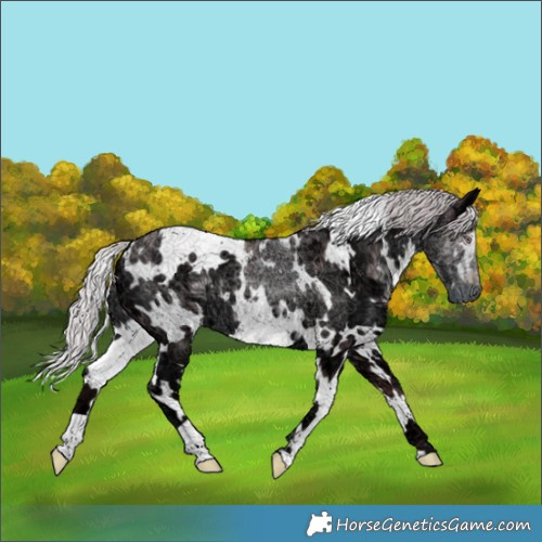 Horse Color:White Spotted Chocolate Silver Black Chinchilla Ice 