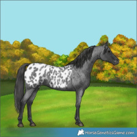 Horse Color:Blue Roan Near Leopard 
