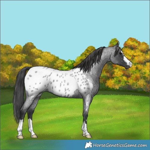 Horse Color:Blue Roan Appaloosa 