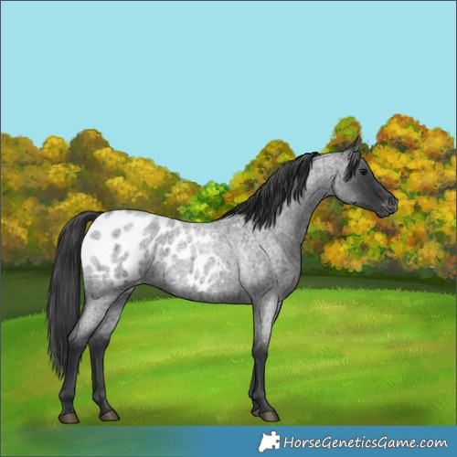 Horse Color:Blue Roan Appaloosa 