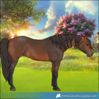 Horse Color:Bay 