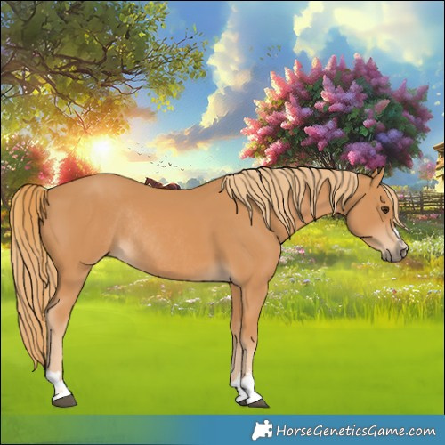 Horse Color:Chestnut Rabicano 