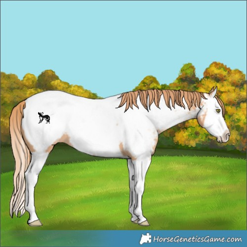 Horse Color:Gold Champagne Splash Appaloosa 