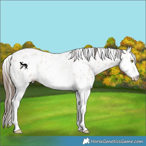 Horse Color:Amber Champagne Roan Splash Appaloosa Rabicano 