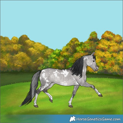 Horse Color:Platinum White Spotted Brown Dun Rabicano