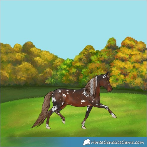 Horse Color:White Spotted Liver Chestnut 