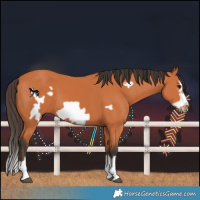 Horse Color:Bay Splash Frame 