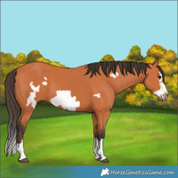 Horse Color:Bay Splash Frame