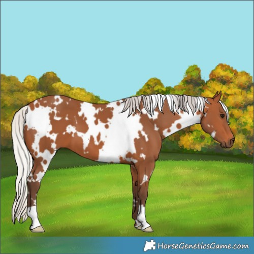 Horse Color:White Spotted Silver Bay 
