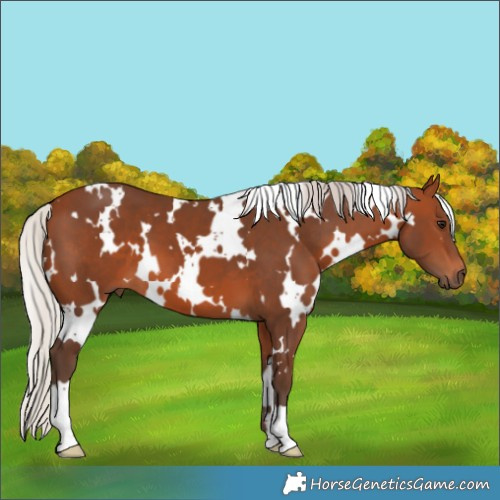 Horse Color:White Spotted Silver Brown 