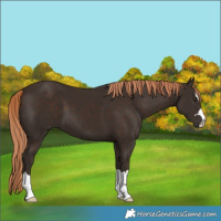 Horse Color:Liver Chestnut 