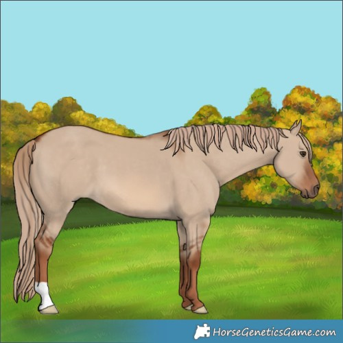 Horse Color:Red Dun 
