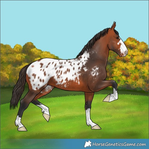 Horse Color:Bay Near Leopard 